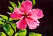 Pink Hibiscus, Dark Background